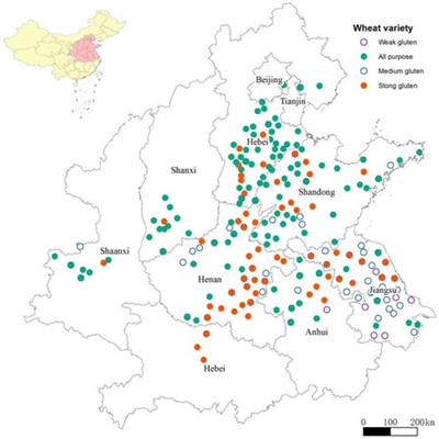 Geographical detector-based wheat quality attribution under genotype, environment, and crop management frameworks